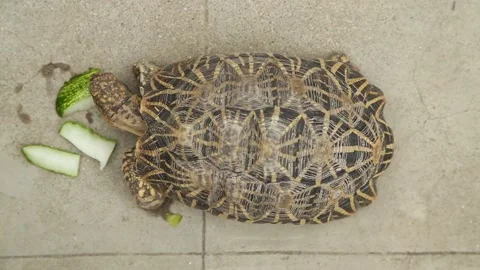 Top shot closeup of tortoise eating vegetables in wild life park. Stock Footage 154872903
