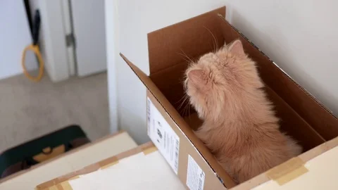 Top shot of curious cat sitting inside box and watching people Stock Footage 77825948