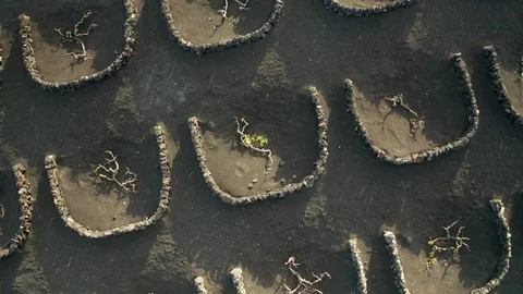 Top shot on dark vinegard Stock Footage 104422903