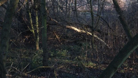Top shot of destroyed forest and fallen trees 스톡 동영상 121468322