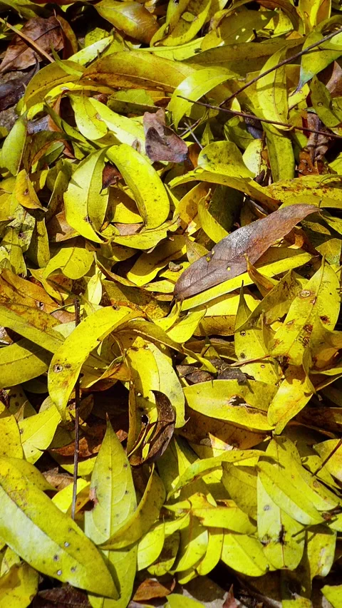 Top shot, Dolly in, Fallen yellow leaves in the ground pathway, autumn, daytime Stock Footage 309226833