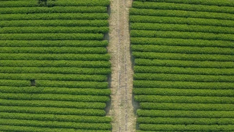 Top shot of a drone. A panoramic view of a wide green tea field. Stock Footage 122061887