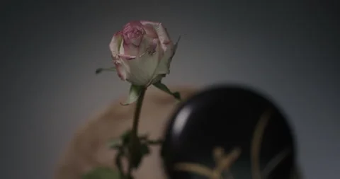 Top shot of Flower in a glass reverse time lapse Stock Footage 255657403