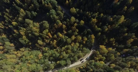 Top shot of a forest Stock Footage 81431425