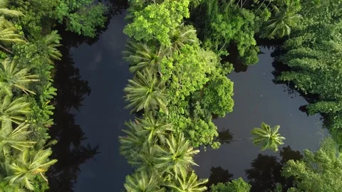 Top Shot Of Forest Or Drone Picture Of Forest Video stock 156341417