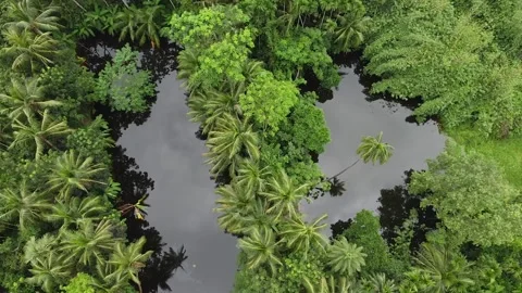 Top Shot Of Forest Or Drone Picture Of Forest Stock Footage 156343997