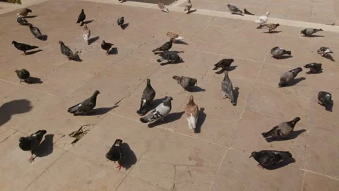 Top shot of a group of pigeons walking around a town square, Marseille, France Stock Footage 289624524