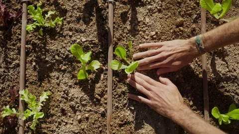 Top shot hands touching ground next to seedling in garden Stock Footage 336904318