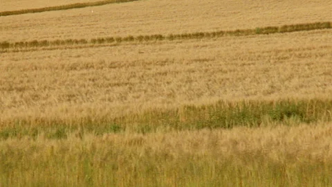 Top shot pan across rows of yellow wheat in wheatfields Stock Footage 310538101