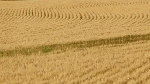 Top shot pan across rows of swaying yellow wheat in wheatfields Stock Footage 310538559