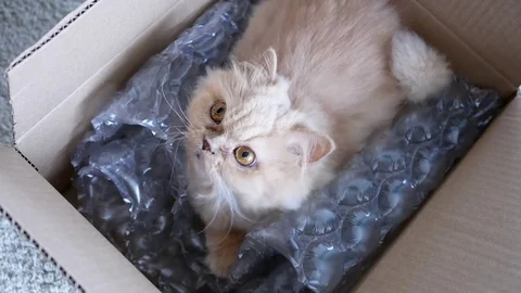 Top shot of persian cat head staring at people inside box Stock Footage 76426570