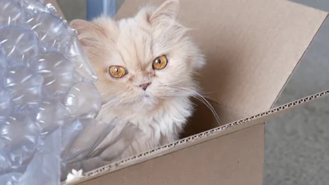 Top shot of Persian cat head staring at people inside the box with 4k resolution Stock Footage 149124415