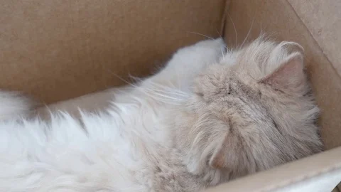 Top shot of persian cat sleeping face inside box with 4k resolution Stock Footage 79480839