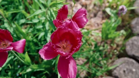 Top Shot: Pink Tulip Bloom from Above Stock Footage 335142287