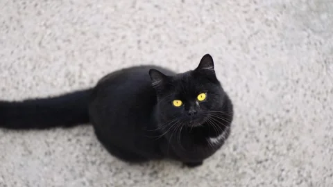Top shot of purebread black cat with orange eyes looking at camera, slow moit Stock Footage 330048886