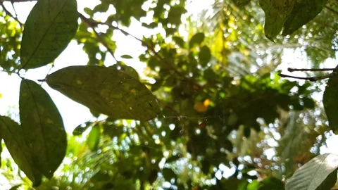 Top shot with sun flare Stock Footage 100758294