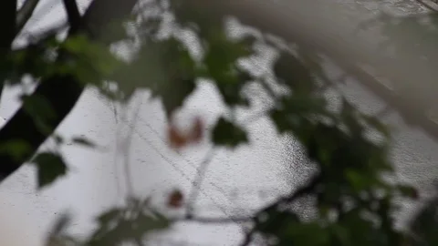 Top shot through the trees of a road at rainy day Stock Footage 77599990