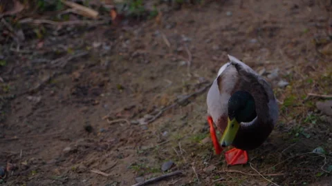 Top shot of two ducks going from water to ground Stock Footage 310525737