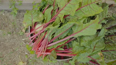 Top shot various vegetable leaves added to bowl Video stock 336905383