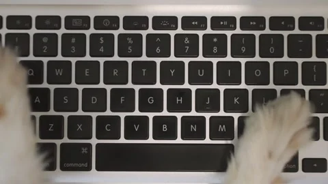 Top shot view funny dog feet and paws typing on laptop computer keyboard Видео 337138875