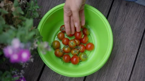 Top shot view plastic bowl as hand adds more red cherry tomatoes after picking Video stock 333200697