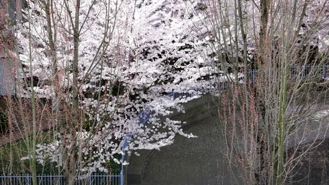 Top shot of weeping cherry tree during spring time  with 4k resolution. Video stock 75171519