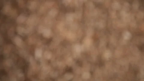 Top shot of wood chips Stock Footage 231497252