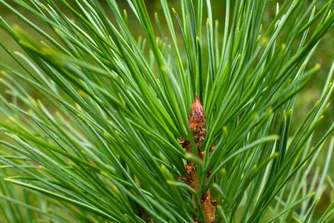 The top of the siberian pine tree Stock Photos