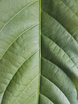 Top Side Rambutan Leaf Macro Texture and Veins Stock Photos