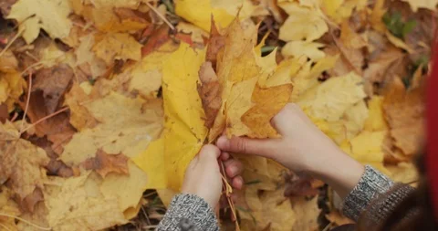 Top side view of female hands close up making bouquet of yellow maple leaves  Stock Footage 120007875