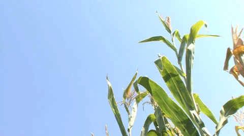 Top of the silage maize stalk Vídeo Stock 35716979