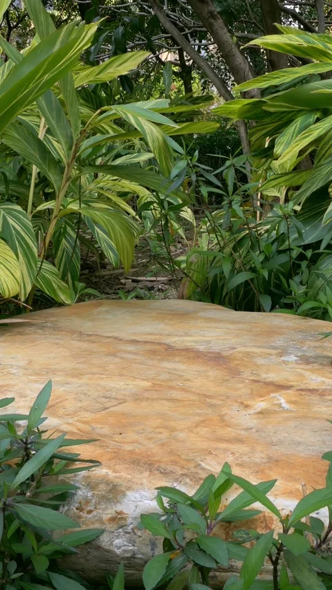 Top of smooth stone in the outdoors surrounded by plants at vertical Stock Footage 304928061
