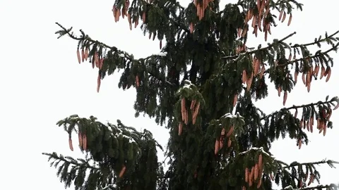 The top of a snow-covered conifer tree sways from a strong wind Stock Footage 102228162