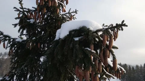 Top of a snow-covered coniferous tree covered with cones. Stock Footage 148244607