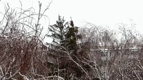 The top of the snowy trees bend in a gust of strong wind Stock Footage 102228195