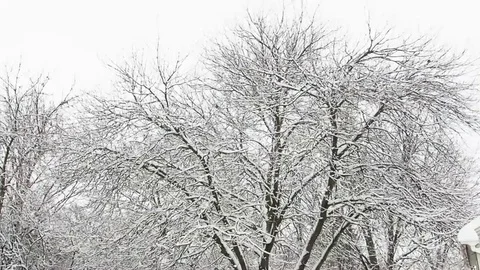 Top of snowy trees Stock Footage 120693389