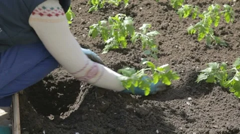 Top up the soil on planted tomato seedlings Stock-Footage 7752560