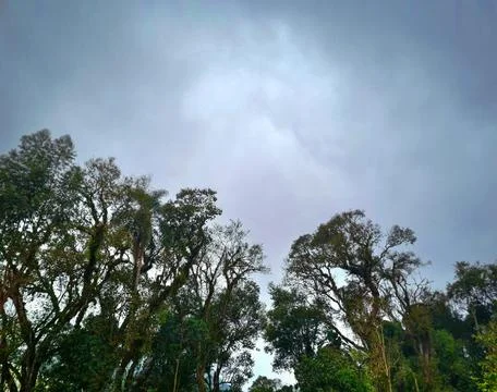 Top of some trees with cloudy sky background Stock Photos