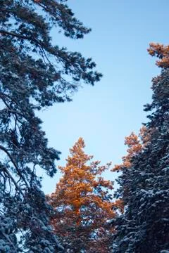 The top of the spruce Stock Photos