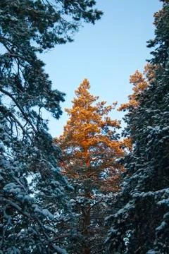 The top of the spruce Stock Photos