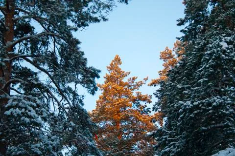 The top of the spruce Stock Photos