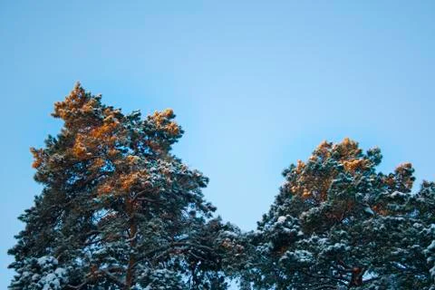 The top of the spruce Stock Photos