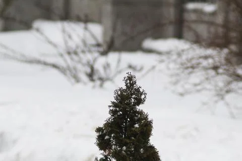 The top of a spruce tree against the background of snow Photos