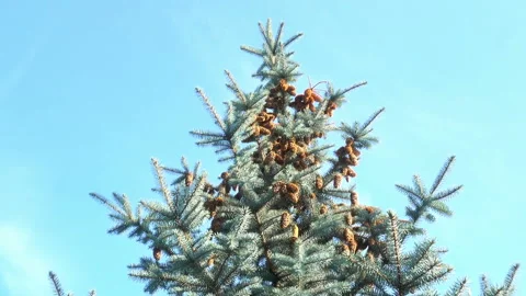 Top of spruce tree with cones Stock Footage 153424648