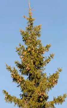 Top of Spruce Tree Stock Photos