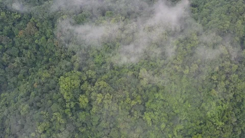 Top of subtropical forest covered with slight, Taoyuan city, taiwan, Asia Vídeo Stock 97912416