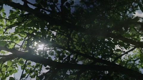 Top of summer birch trees with sun shining Stock Footage 76420312