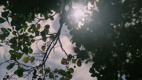 Top of summer birch trees with sun shining Stock-Footage 76441390