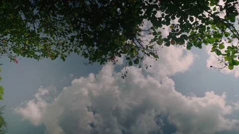 Top of summer birch trees with sun shining Stock Footage 76441464