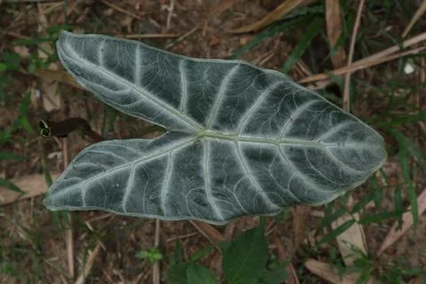 Top surface view of a white striped leaf from the Alocasia genus Foto stock